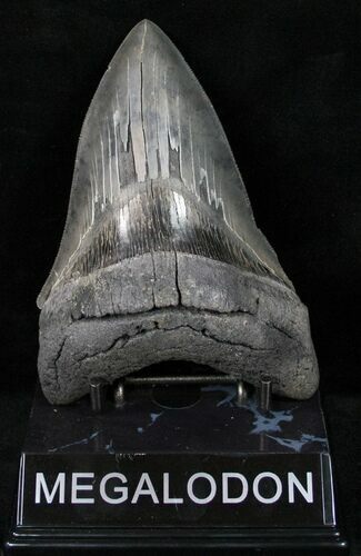Sharp Fossil Megalodon Tooth #12301